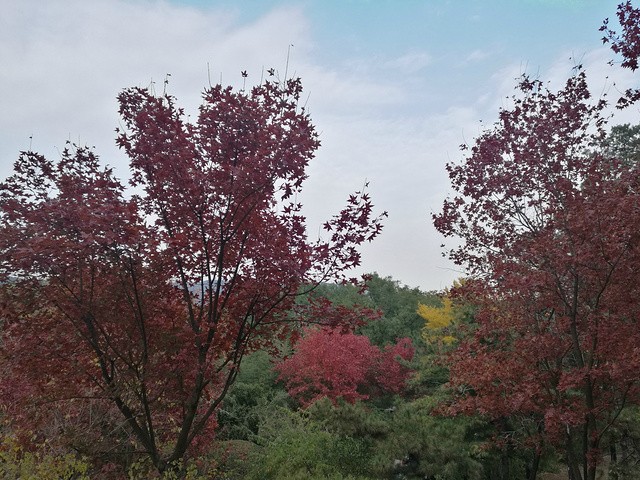 "香山公园应该是探寻故都的秋的一个重要环节皇家园林风格的感觉。钟灵毓秀的北地风光。站在桥上看风景_香山公园"的评论图片