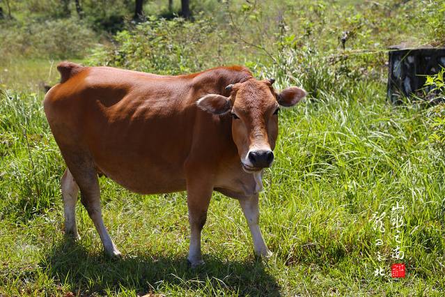会仙喀斯特国家湿地公园