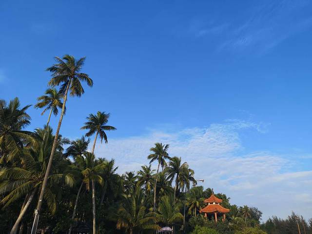 东郊椰林风景区