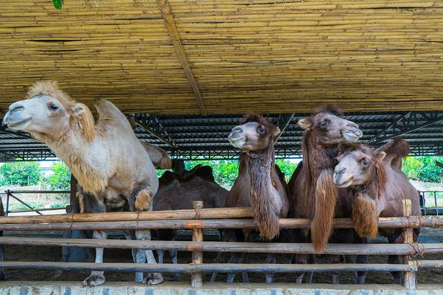 雄森旅游度假区