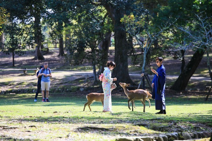 "...中放养的一群群小鹿，它们聚集在 奈良 公园和山野之间，与人友好相处，是 奈良 最为吸引人的地方_奈良公园"的评论图片