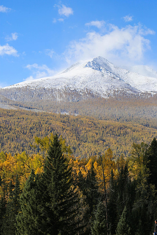 "...雪山、森林、河流，我像是走进了一副画里，我一下子明白了为什么喀纳斯被称为“人间仙境、神的花园”_喀纳斯湖"的评论图片