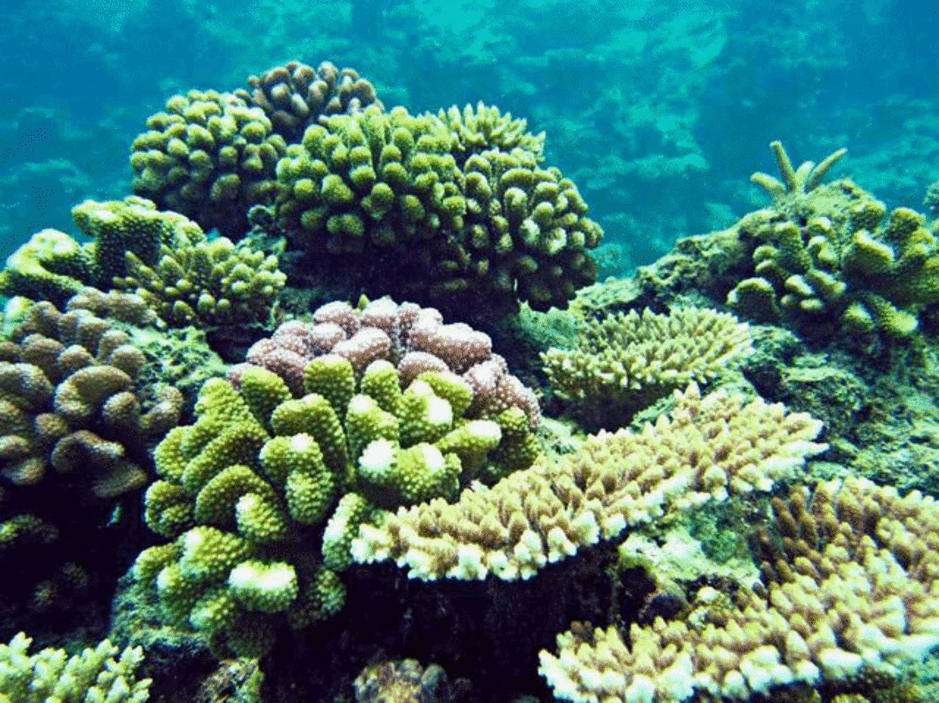 石珊瑚 库存照片. 图片 包括有 回归线, 苏拉威西, 印度尼西亚, 珊瑚, 世界, 海运, 本质, 水下 - 180221702