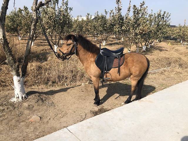 文明草莓园(鑫牛生态园店)