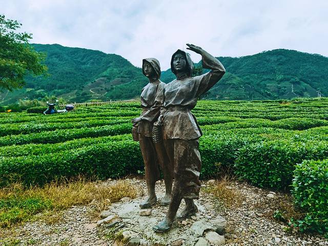 大木山茶园景区