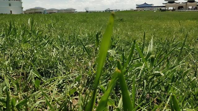 中都草原跑马场