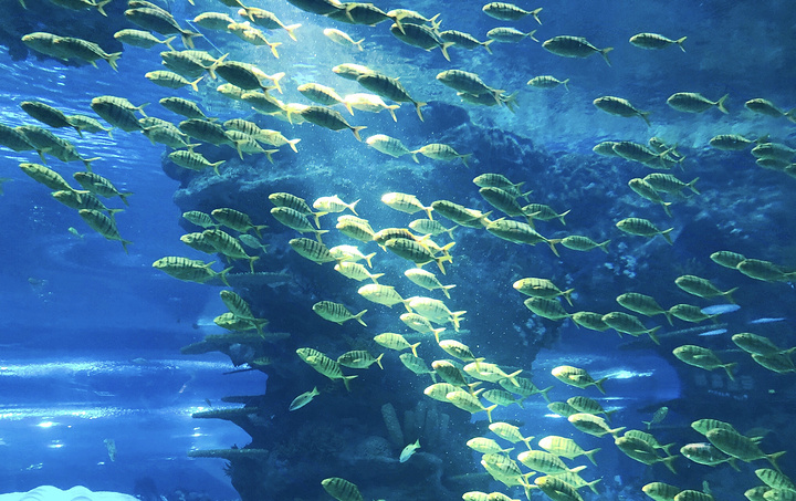 "上海海昌海洋公园的海底世界馆位于火山鲸鲨馆和沙塔餐厅之间_海底世界馆"的评论图片