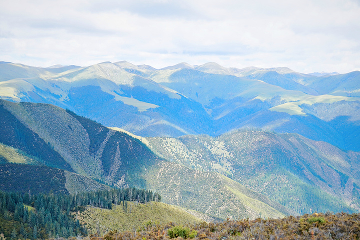 "卡子拉山，海拔4718米。这，就是大自然的魅力吧！因海拔较高，树木就更加稀少，主要是高山草甸_卡子拉山"的评论图片