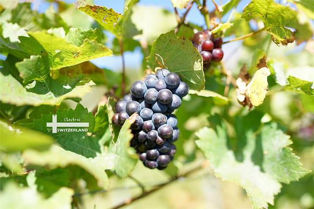 拉沃葡萄酒博物馆