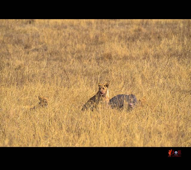 恩戈罗恩戈罗火山口