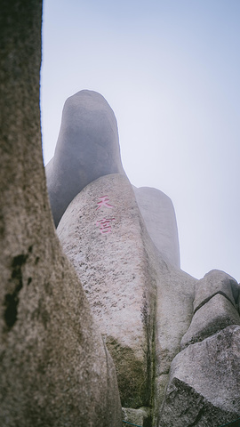 "谷旁古树虬枝，如铁壁挂画，谷内怪石异草，似丹墀仙境，引人入胜。开在悬崖边的野花 美丽又危险 难以靠近_天柱山"的评论图片