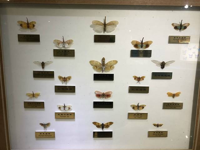 上海昆虫博物馆