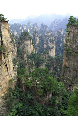 "这是张家界景区内的一处比较有名气的山地，无数的高山在丛林间拔地而起，风光无限美好，十分有欣赏价值_袁家界景区"的评论图片