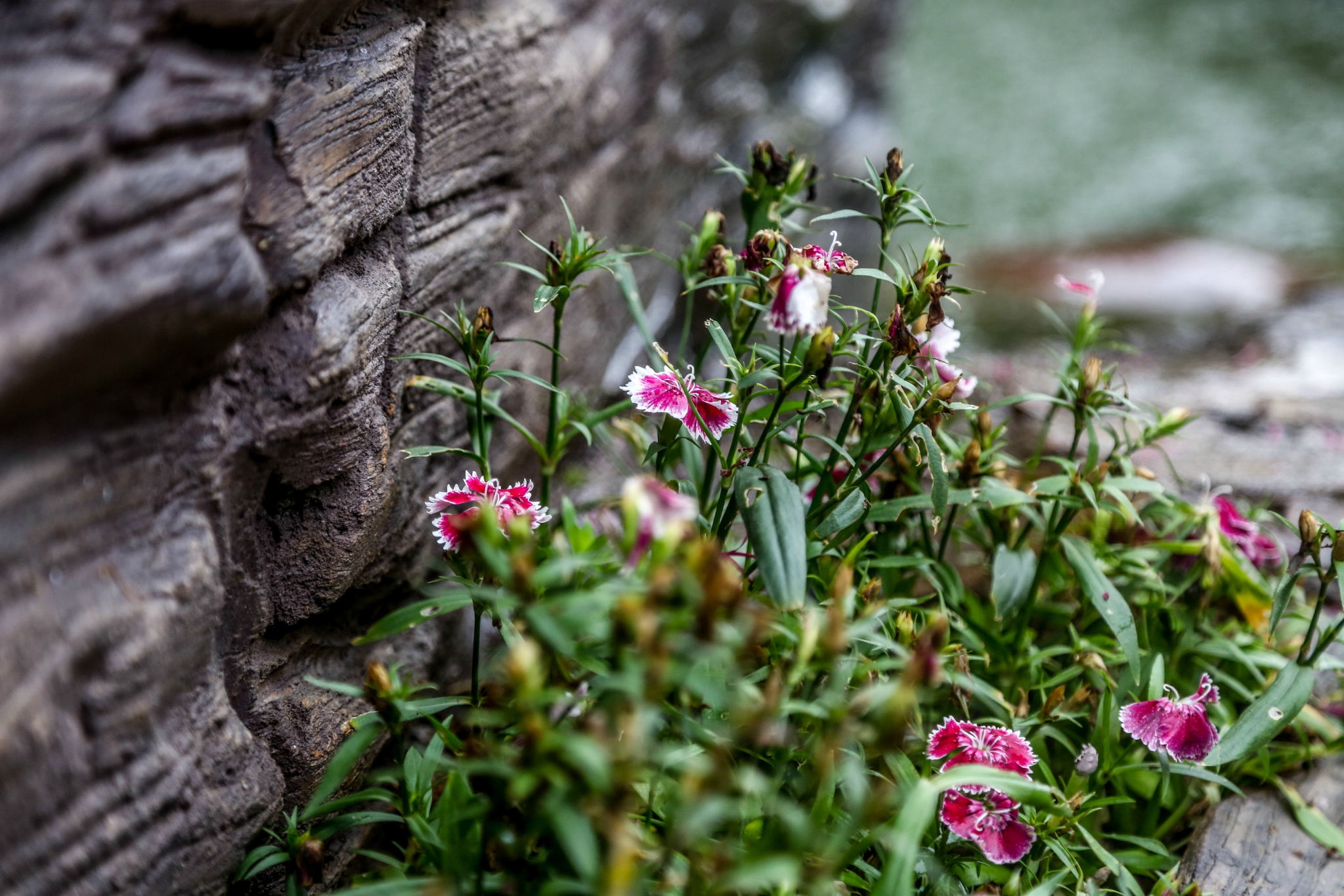 秦英嫂踏上了寻子路为他们带去他们最爱的面粉用护理躺好来形容这个