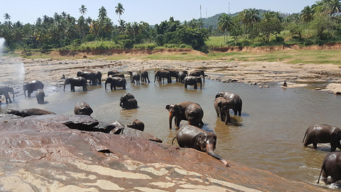 品纳维拉大象孤儿院旅游景点攻略图