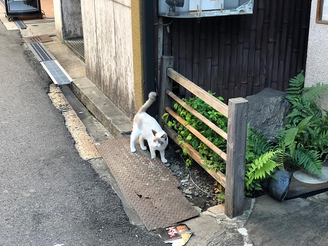 "这个季节其实路上景色不好看，如果是樱花季或枫叶季就会很美。在岚山穿和服的人很少。这是粥～很好喝_岚山"的评论图片