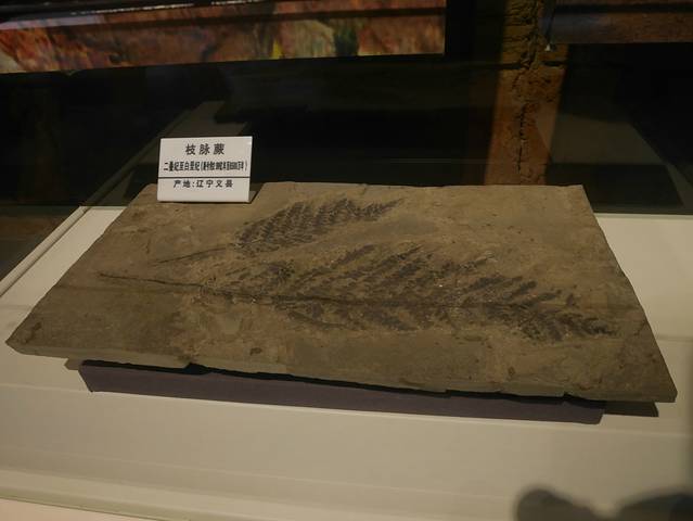 伊春地质博物馆