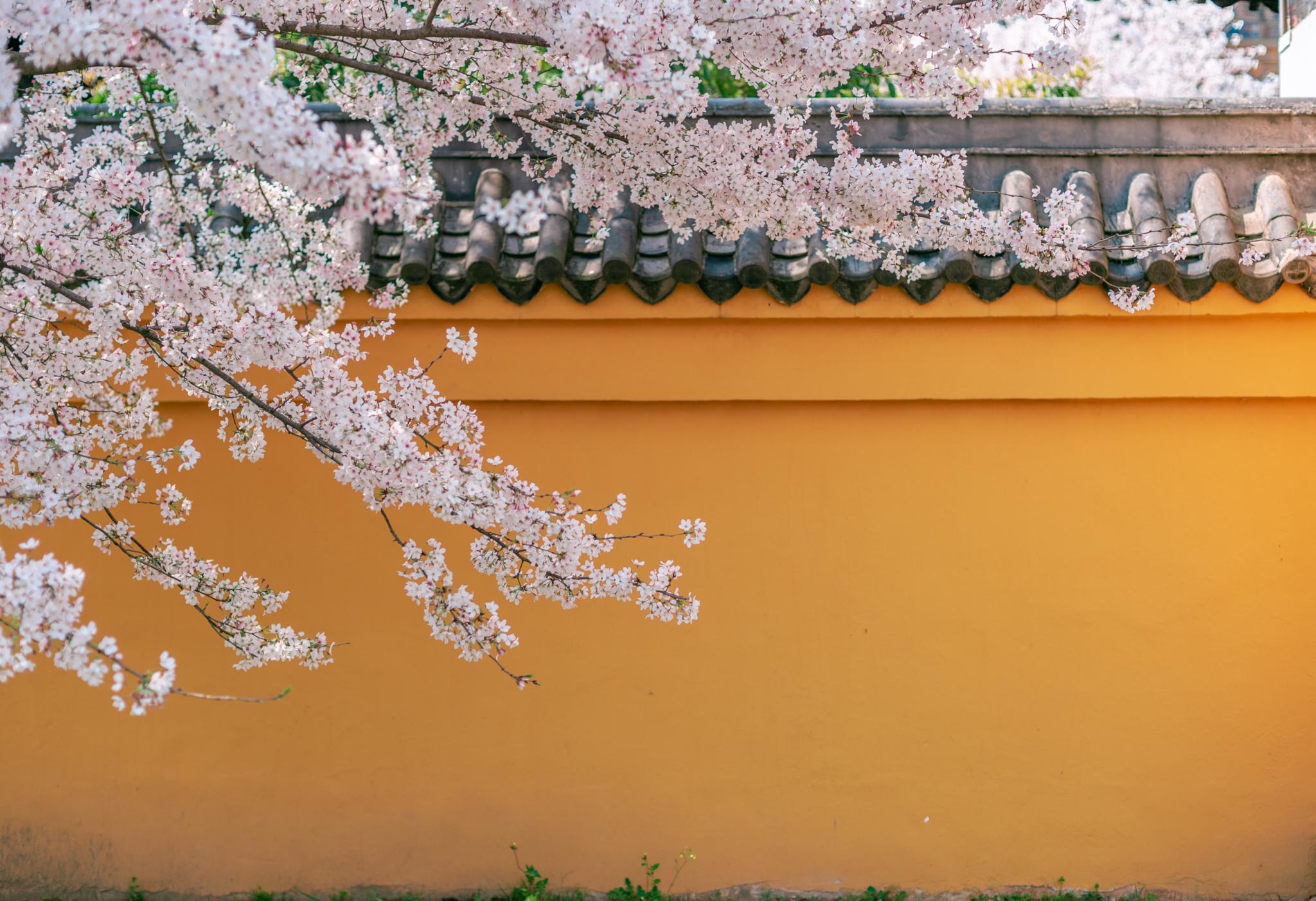 三月赏樱季，无锡樱花烂漫正当时