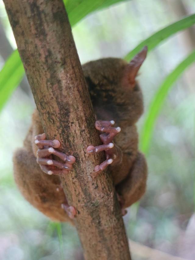 眼镜猴游客中心