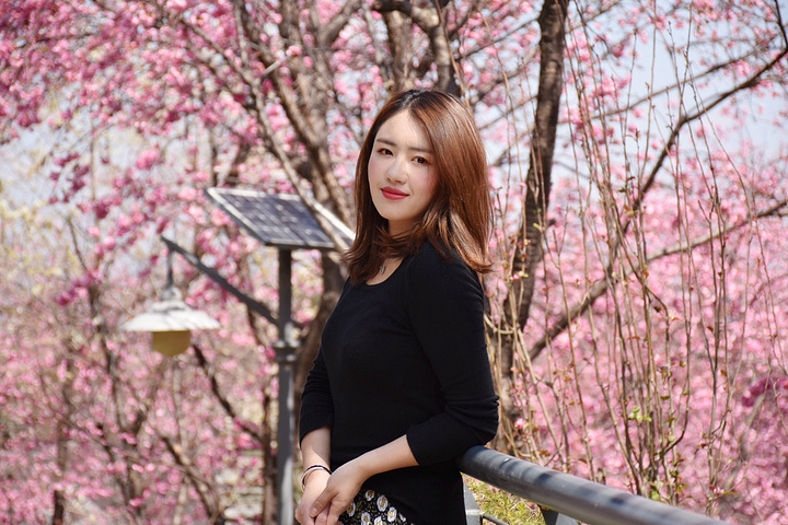 "三月，跟我一起打卡樱花圣地大理大学能和你一起赏樱花，哪里，都好”_大理大学"的评论图片