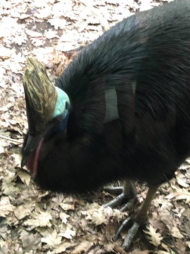 悉尼野生生物世界