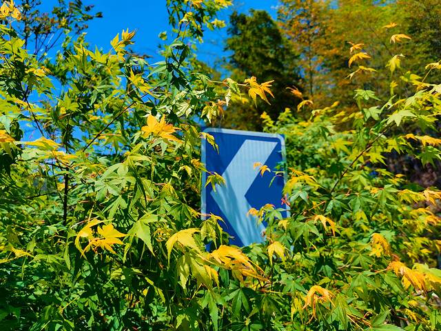 笄山竹海风景区