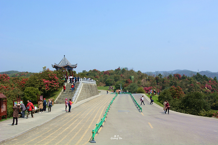 百里杜鹃金坡景区普底景区