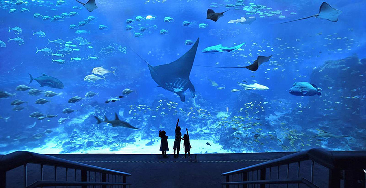 壁,堪称亚洲最大的海洋馆,最大特色是全球最大的海洋之窗,站在巨大的