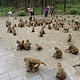 三岭湾猕猴观赏园