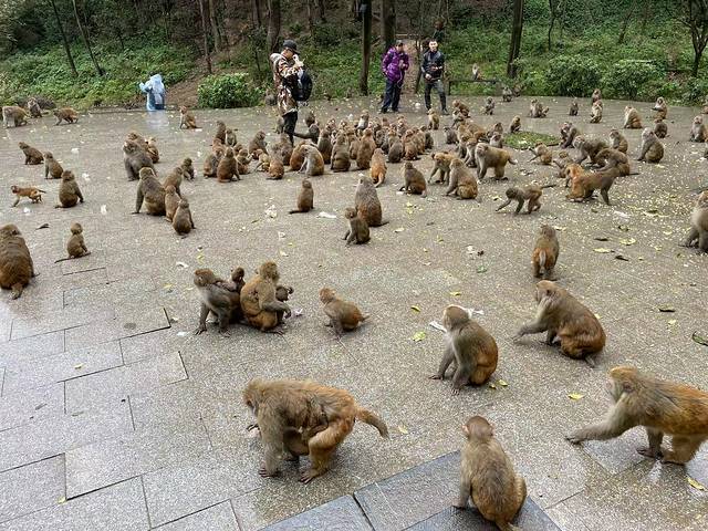 野生猕猴观赏园