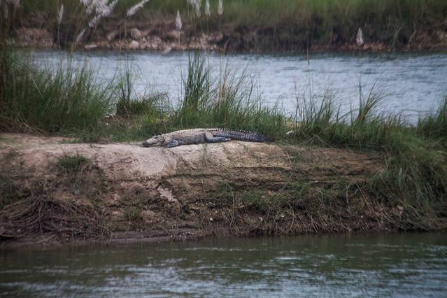 奇特旺国家公园