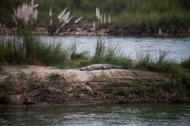 奇特旺国家公园