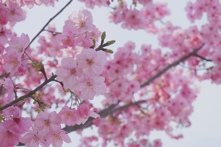 "顾村公园作为魔都赏樱的首选之地，早早拉开了樱花节的帷幕。今年上海的雨水较多，顾村的樱花会较往年迟一些_顾村公园"的评论图片