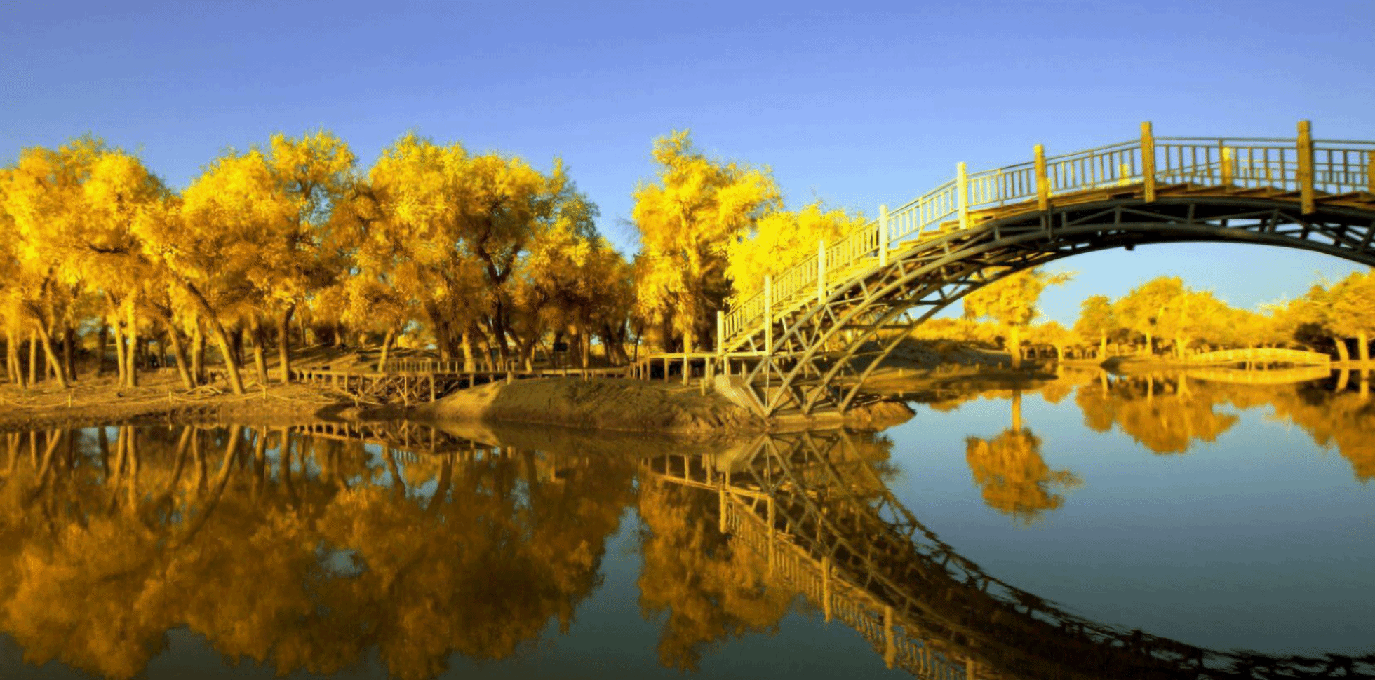 秋天最美的色彩，额济纳大漠胡杨林