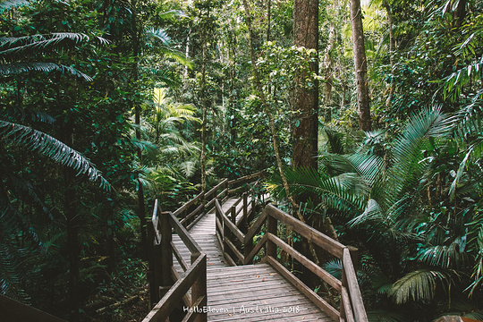黛恩树雨林旅游景点图片