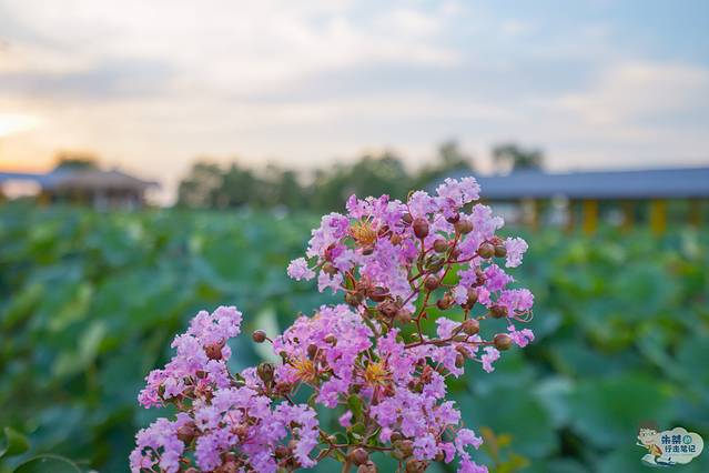 荷花荡