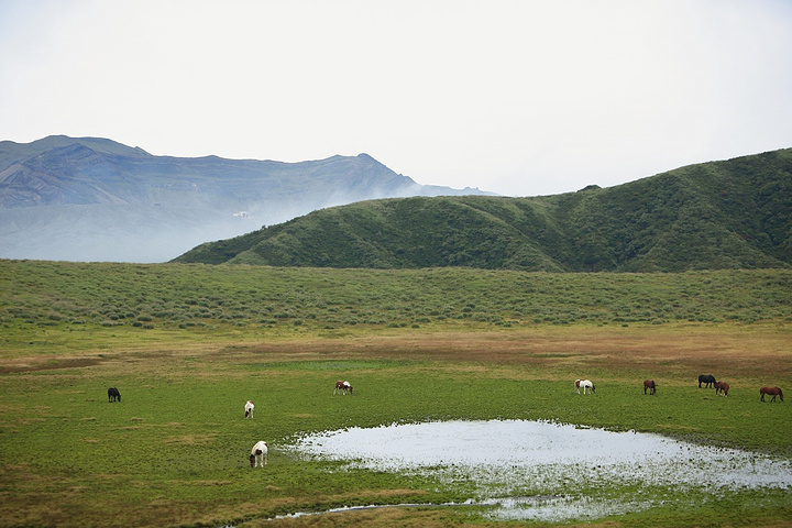 "阿苏的著名景点，一个火山口旁边的大草原，总面积78. 5万平方米，雨水形成的水池是一道美丽的风景_草千里"的评论图片
