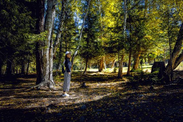 白哈巴森林公园