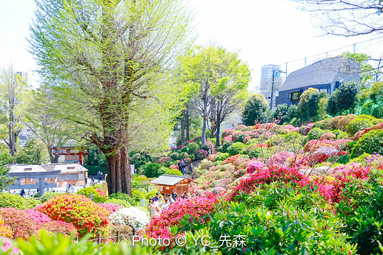 根津神社旅游景点图片