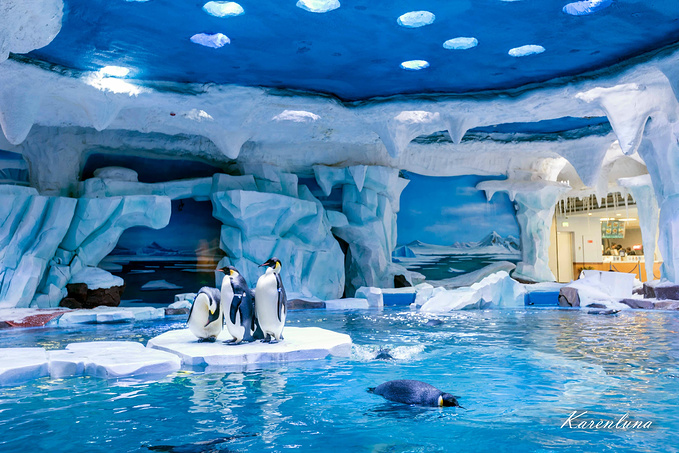 【上海海昌海洋公园】放飞在蓝色的神奇世界里