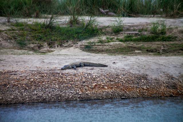 奇特旺国家公园