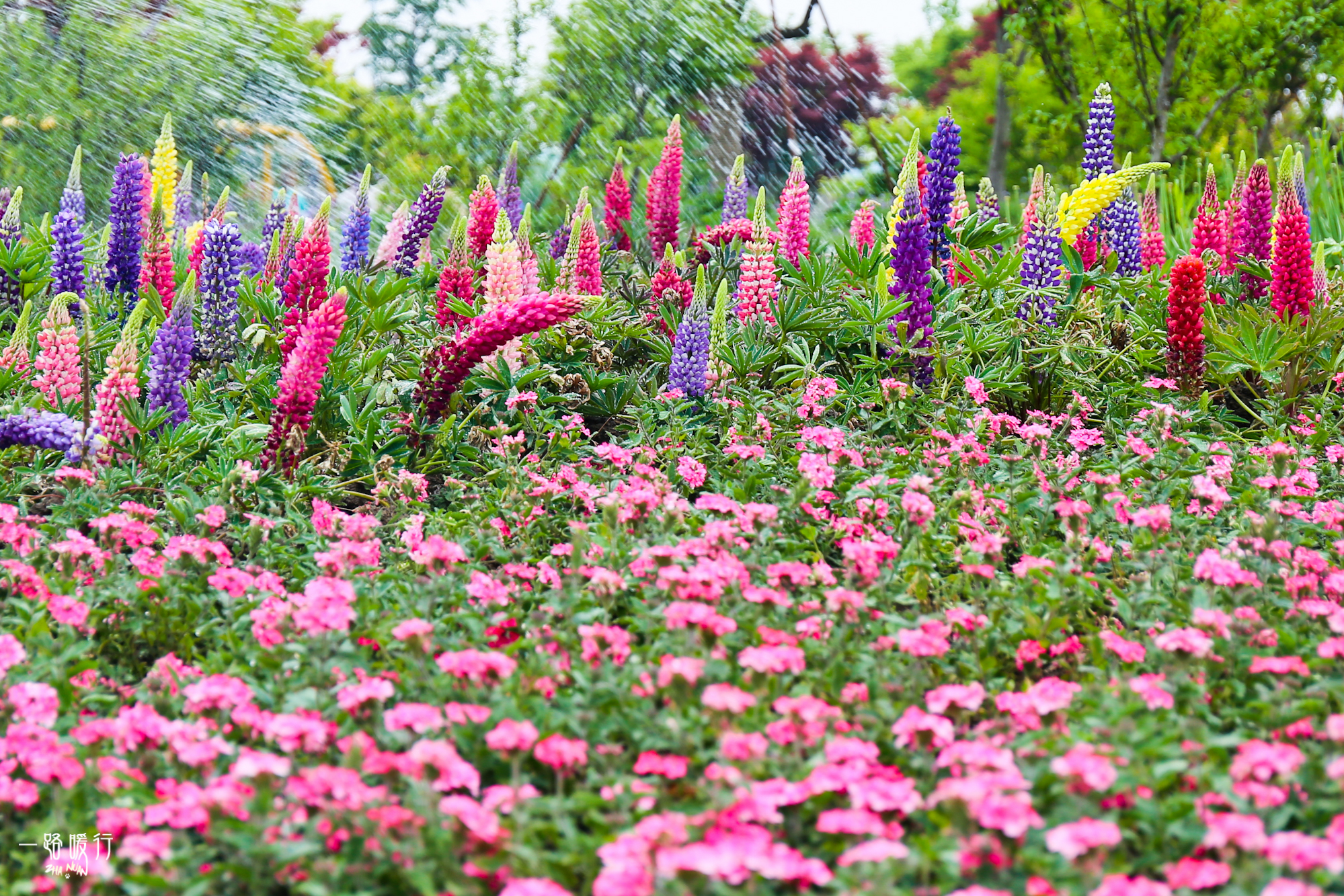 2022九龙湾花星球游玩攻略,无论你是什么时间去游玩,都.