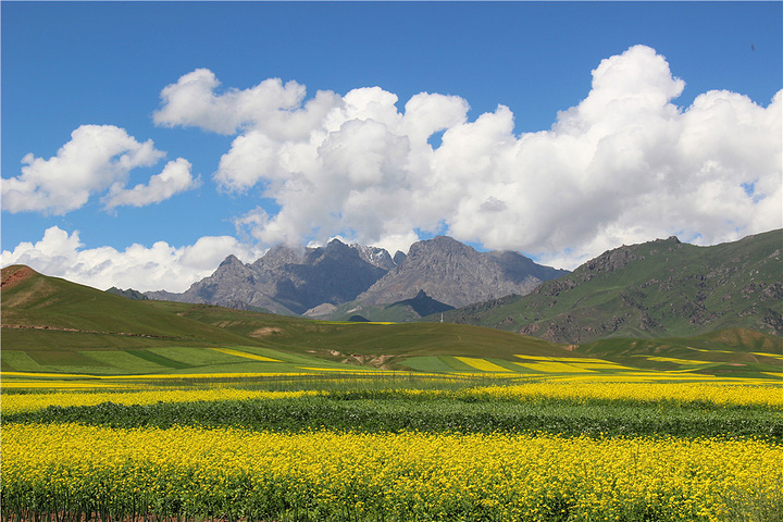 "门源万亩油菜花海是最早最出名的，关键在于身后的雪山，彼此相衬，美不胜收_门源百里油菜花海"的评论图片