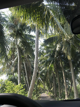 东郊椰林风景区旅游景点攻略图