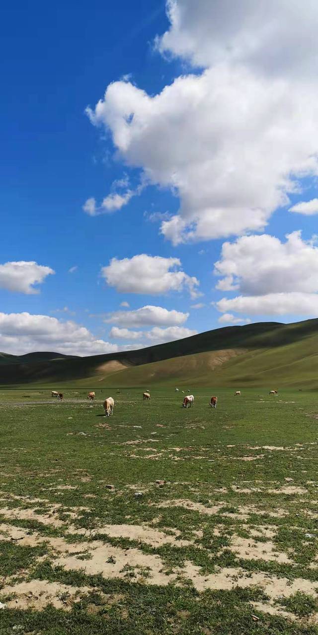 西乌珠穆沁大草原