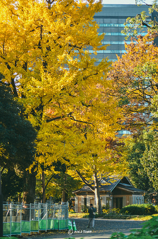 "松本楼旁有着一颗超级巨大的银杏，身边走过的 日本 阿姨无一不发出“思锅一”的赞叹，这里也是日比..._日比谷公园"的评论图片