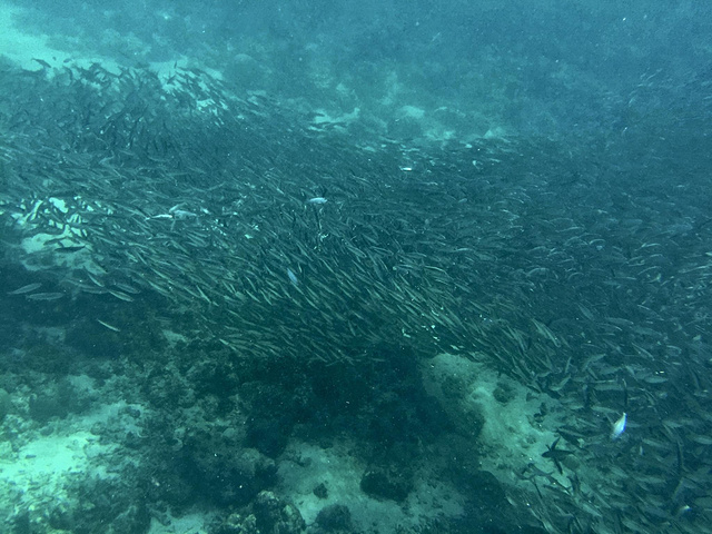 "墨宝是宿务西南部的一个小渔村，也是菲律宾十大潜水胜地之一，周边不长的海岸线分布着大大小小数十个潜点_墨宝沙丁鱼风暴浮潜"的评论图片