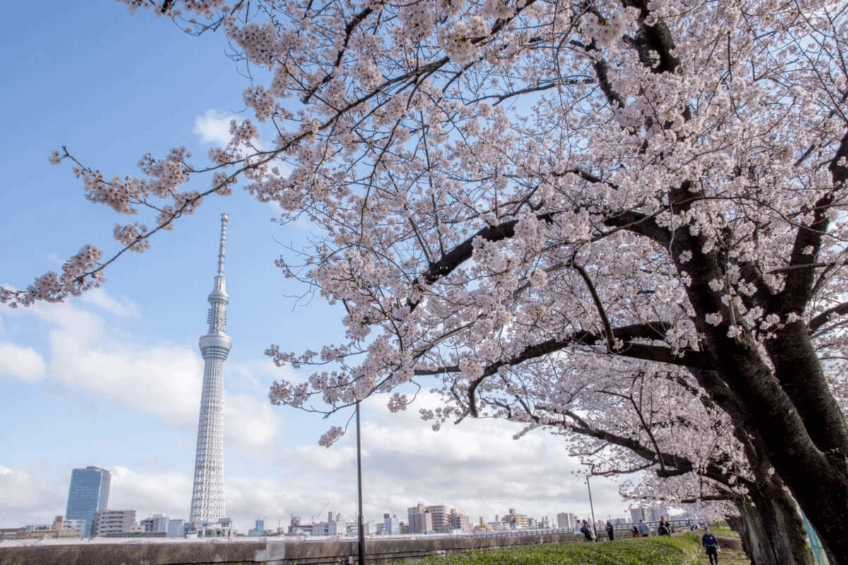 东京春之旅！东京天空树and樱花