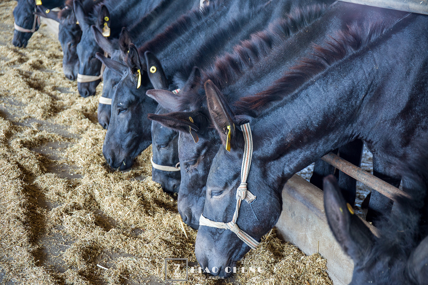 聊城丨去东阿探寻地道好阿胶,2天1晚游玩攻略