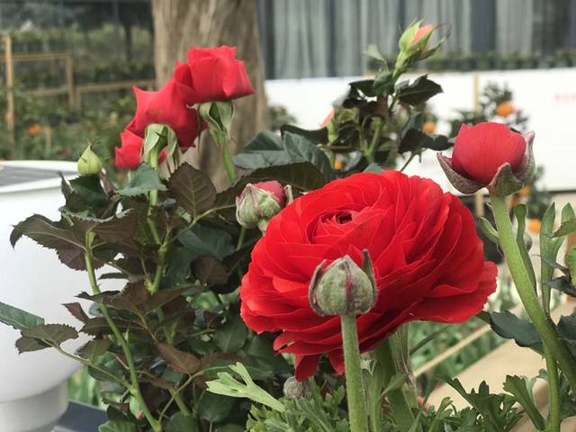 国际慢城太寺垭森林公园